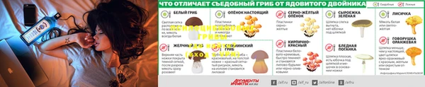 PSILOCYBIN Алексеевка